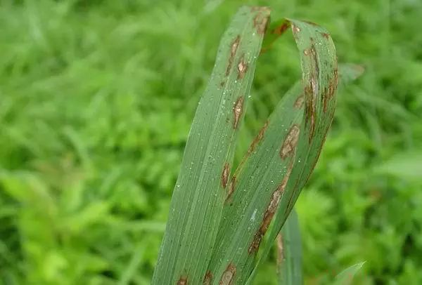 3,代森铵11,观赏植物叶斑病,锈病,炭疽病:80%可湿性粉剂1143-1600毫克