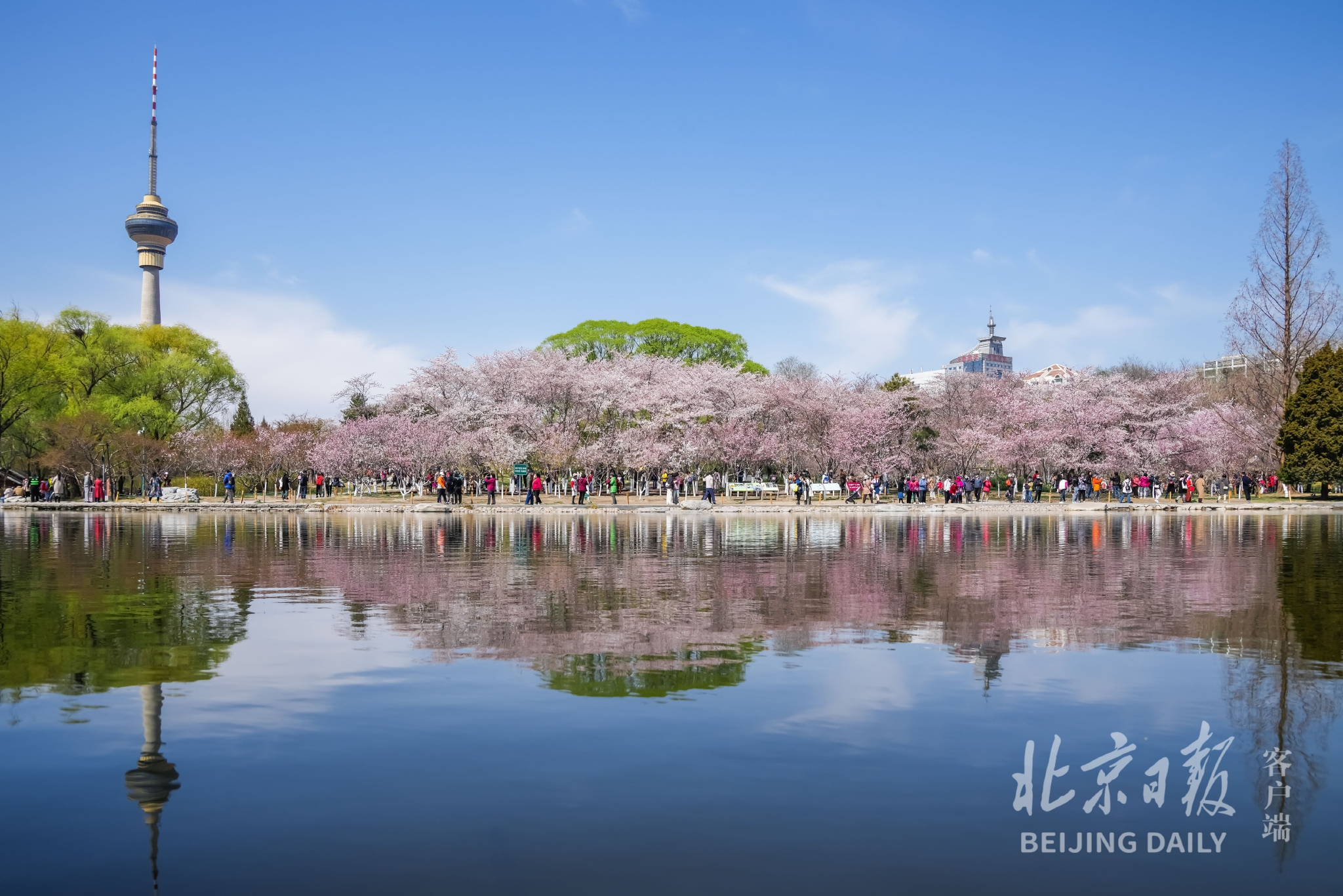 4月1日,玉渊潭公园樱花盛开,野鸭畅游,春意盎然.