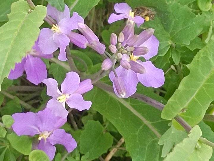 青未了飘香的诸葛菜花