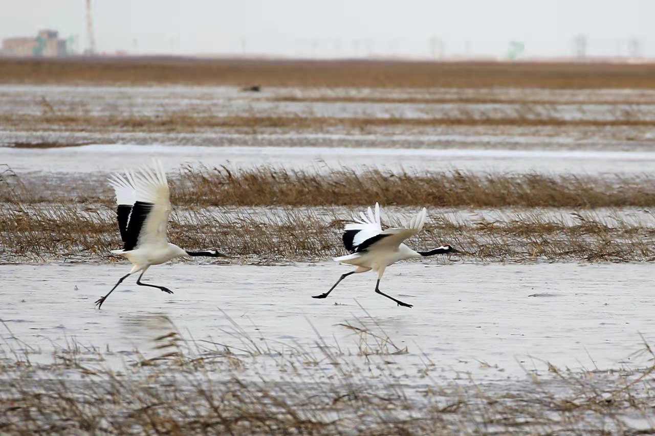总台央广“中国之声”带你一起听黄河入海口丹顶鹤的生活休闲区蓝鸢梦想 - Www.slyday.coM