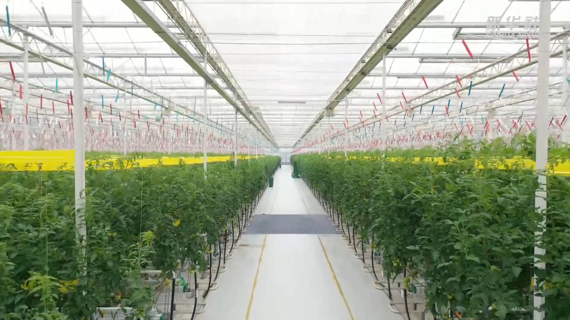 新华全媒 番茄立体栽培来看智慧温室里的 黑科技 新浪新闻
