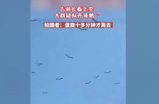 祥瑞之兆?长春上空疑出现一群丹顶鹤,盘旋10多分钟,来报喜的?休闲区蓝鸢梦想 - Www.slyday.coM 祥瑞之兆?长春上空疑出现一群丹顶鹤,盘旋10多分钟,来报喜的?休闲区蓝鸢梦想 - Www.slyday.coM