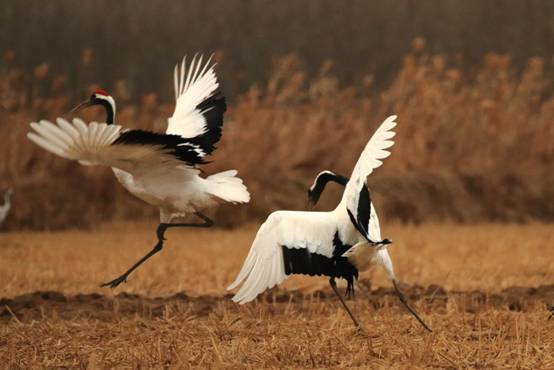 祥瑞之兆?长春上空疑出现一群丹顶鹤,盘旋10多分钟,来报喜的?休闲区蓝鸢梦想 - Www.slyday.coM 祥瑞之兆?长春上空疑出现一群丹顶鹤,盘旋10多分钟,来报喜的?休闲区蓝鸢梦想 - Www.slyday.coM