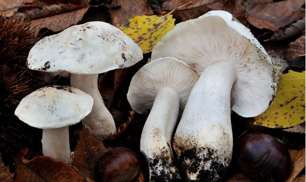 荒野维生野菜系列白毛口蘑