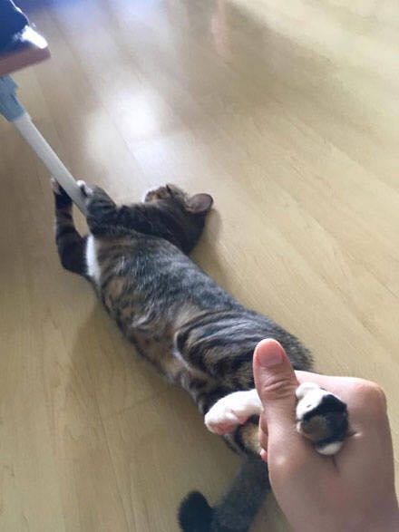 猫咪不愿意洗澡,抱着桌子腿不松手,主人满脸无奈休闲区蓝鸢梦想 - Www.slyday.coM 猫咪不愿意洗澡,抱着桌子腿不松手,主人满脸无奈休闲区蓝鸢梦想 - Www.slyday.coM