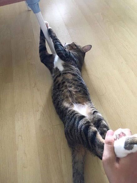 猫咪不愿意洗澡,抱着桌子腿不松手,主人满脸无奈休闲区蓝鸢梦想 - Www.slyday.coM 猫咪不愿意洗澡,抱着桌子腿不松手,主人满脸无奈休闲区蓝鸢梦想 - Www.slyday.coM