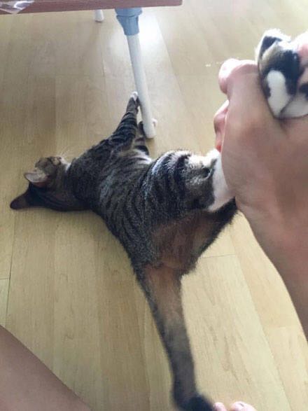 猫咪不愿意洗澡,抱着桌子腿不松手,主人满脸无奈休闲区蓝鸢梦想 - Www.slyday.coM 猫咪不愿意洗澡,抱着桌子腿不松手,主人满脸无奈休闲区蓝鸢梦想 - Www.slyday.coM