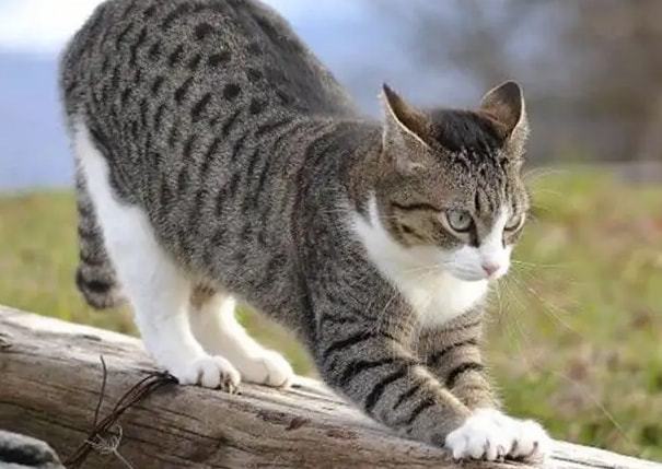 咱们本土的狸花猫到底有多强?