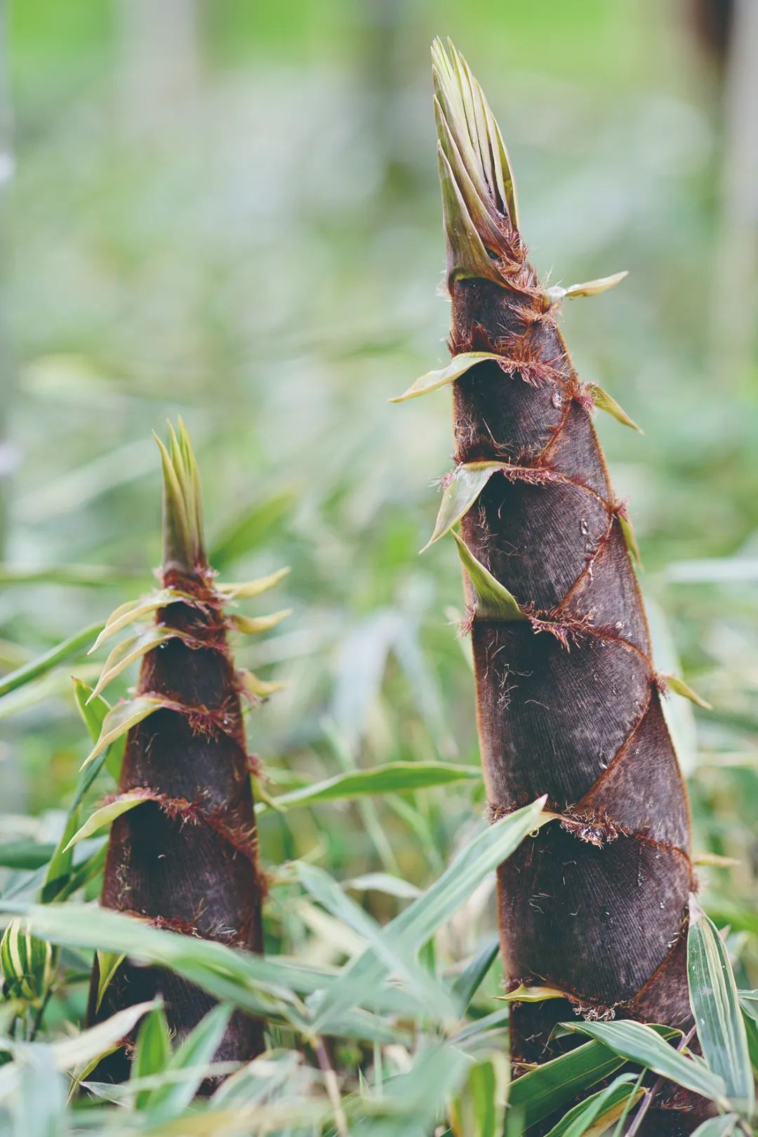 为什么雨后春笋长得特别快__财经头条
