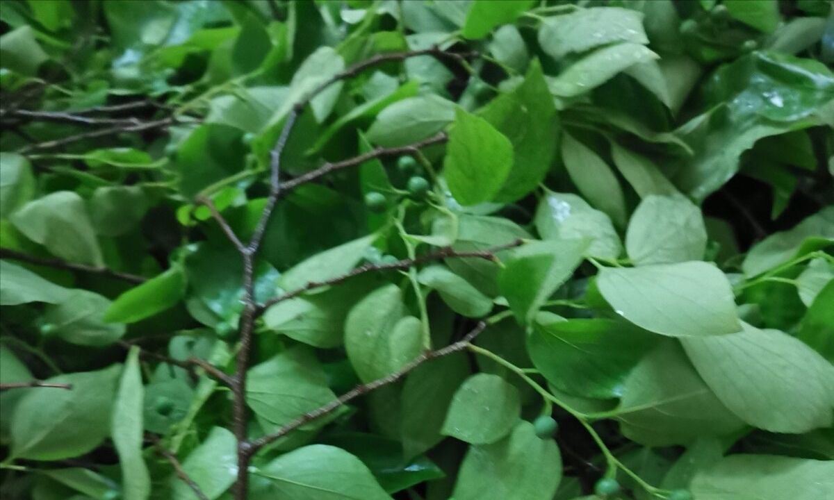 清明节|朴子|食药_新浪新闻