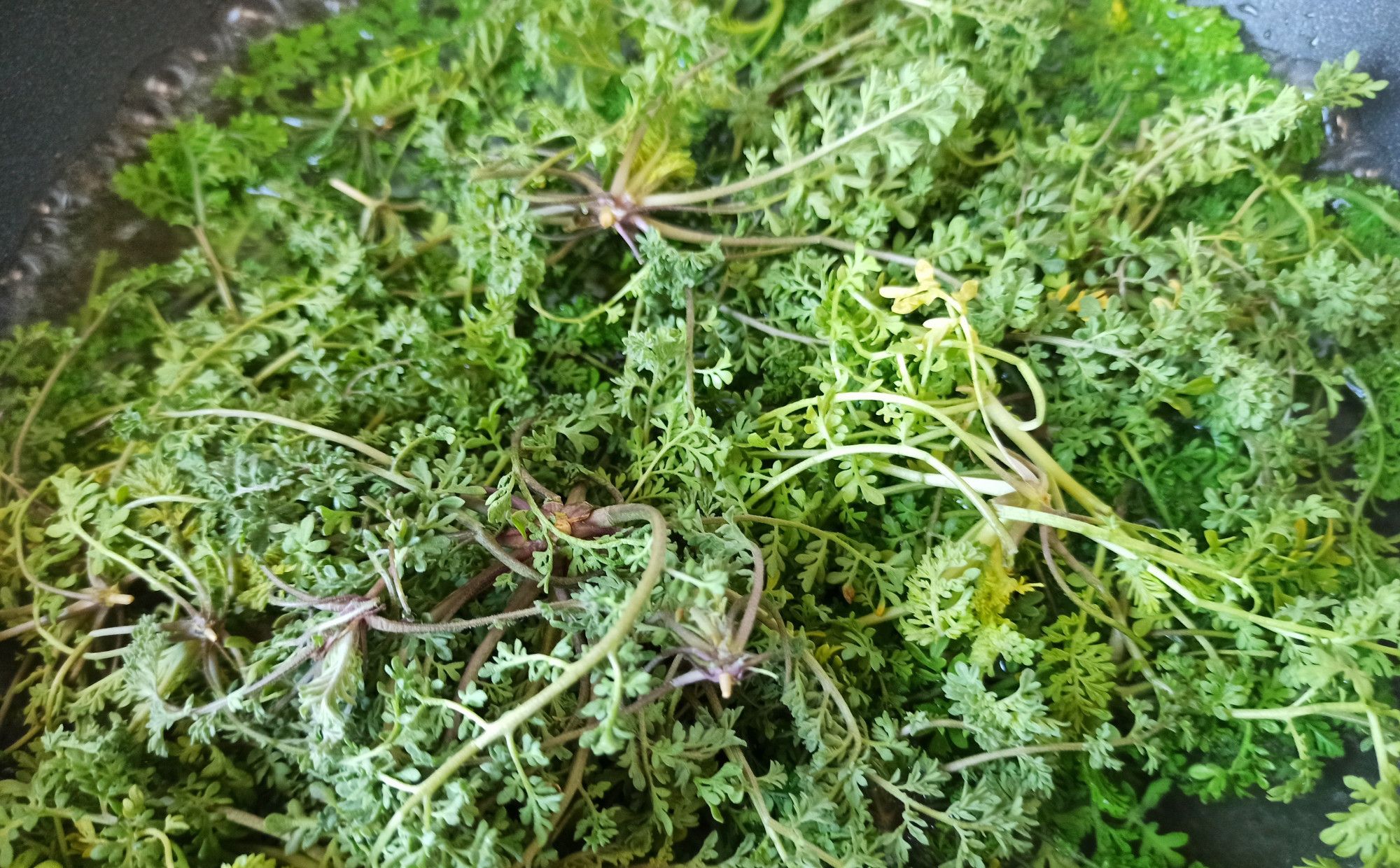 春天常见的播娘蒿分享3种营养做法清香可口凉拌调馅都好吃