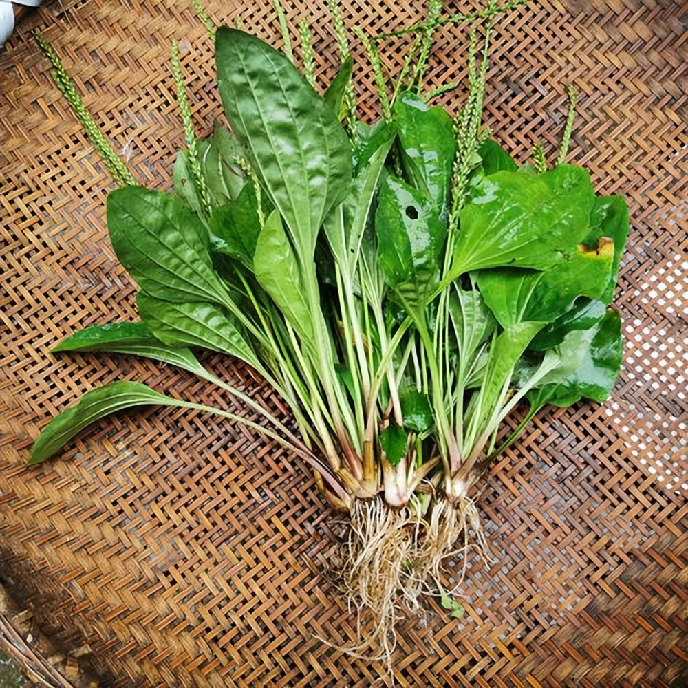 这种农村常见的车前草因为用途强大老人称它为清肺草