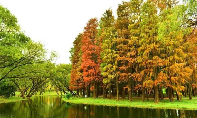 共青森林公园内杉树种类繁多,包括水杉,池杉,落羽杉,东方杉,中山杉