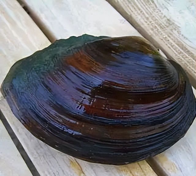 钓蚌是什么意思(钓蚌是什么意思?钓蚌行为是什么意思_9万个为什么)