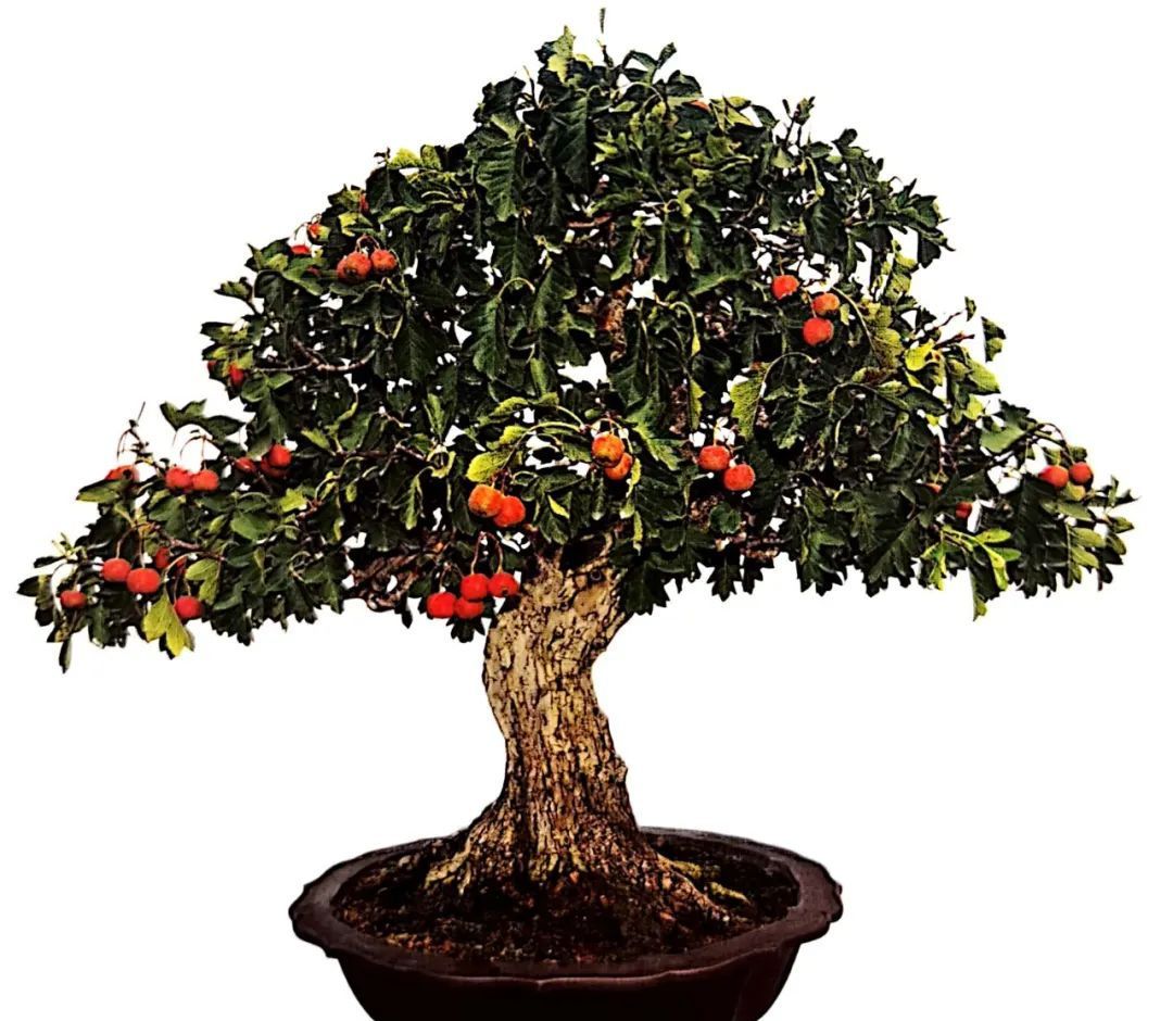 山楂|盆景|台友_新浪新闻