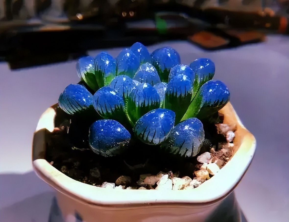 在花市见到很多多肉植物,表面看叶片非常的亮,有蓝色的,有红色的,各种