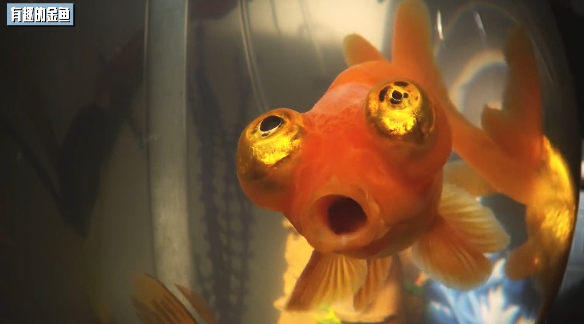 金鱼撩妹术 how do goldfish flirt