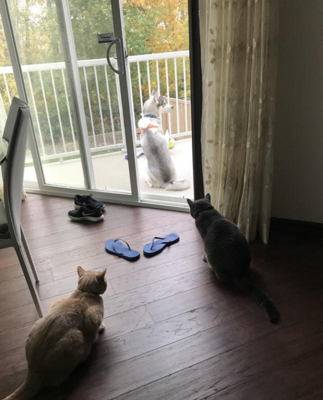 二哈回娘家被两只猫咪堵门外敢怒不敢言表情让人笑喷了