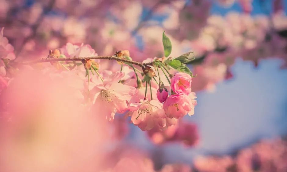 《春興》唐·武元衡楊柳陰陰細雨晴,殘花落盡見流鶯.