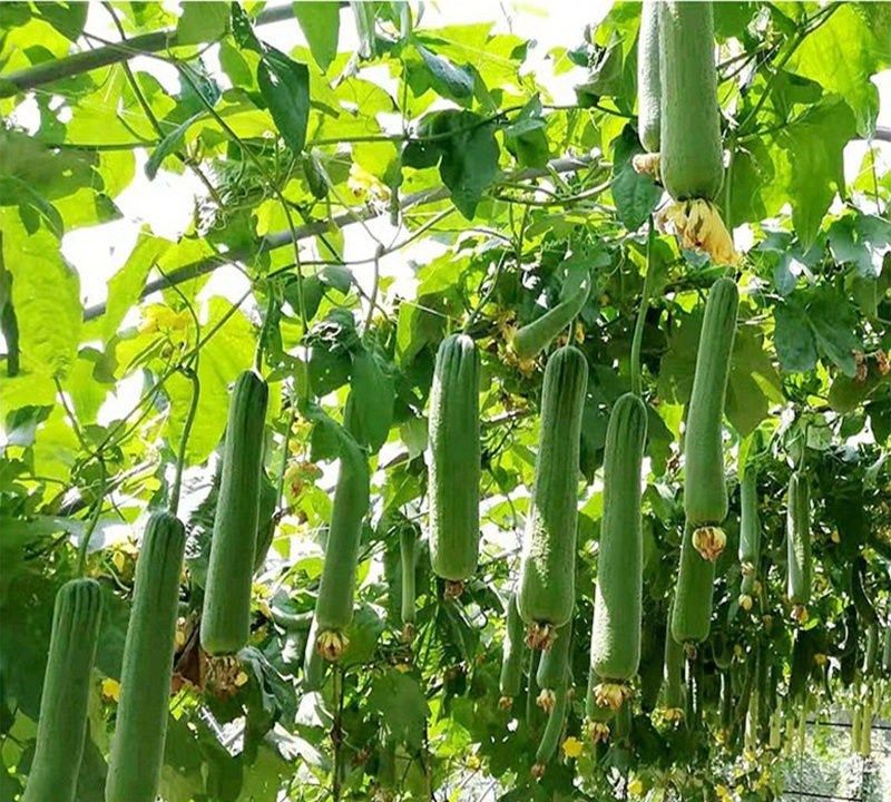 老农说丝瓜施肥有"4怕",怕什么?|老农|丝瓜|农家肥_新浪新闻