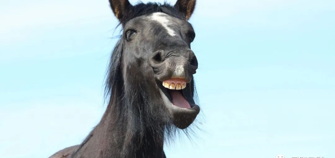 综艺主持人排行 凤凰卫视节目主持人排名