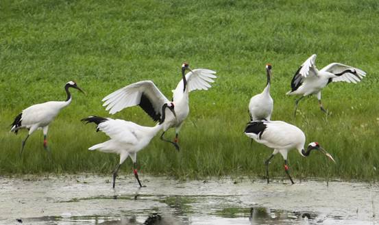 祥瑞之兆?长春上空疑出现一群丹顶鹤,盘旋10多分钟,来报喜的?休闲区蓝鸢梦想 - Www.slyday.coM 祥瑞之兆?长春上空疑出现一群丹顶鹤,盘旋10多分钟,来报喜的?休闲区蓝鸢梦想 - Www.slyday.coM