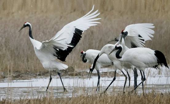 祥瑞之兆?长春上空疑出现一群丹顶鹤,盘旋10多分钟,来报喜的?休闲区蓝鸢梦想 - Www.slyday.coM 祥瑞之兆?长春上空疑出现一群丹顶鹤,盘旋10多分钟,来报喜的?休闲区蓝鸢梦想 - Www.slyday.coM