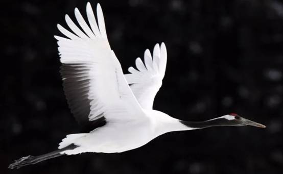 祥瑞之兆?长春上空疑出现一群丹顶鹤,盘旋10多分钟,来报喜的?休闲区蓝鸢梦想 - Www.slyday.coM 祥瑞之兆?长春上空疑出现一群丹顶鹤,盘旋10多分钟,来报喜的?休闲区蓝鸢梦想 - Www.slyday.coM