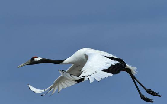 祥瑞之兆?长春上空疑出现一群丹顶鹤,盘旋10多分钟,来报喜的?休闲区蓝鸢梦想 - Www.slyday.coM 祥瑞之兆?长春上空疑出现一群丹顶鹤,盘旋10多分钟,来报喜的?休闲区蓝鸢梦想 - Www.slyday.coM