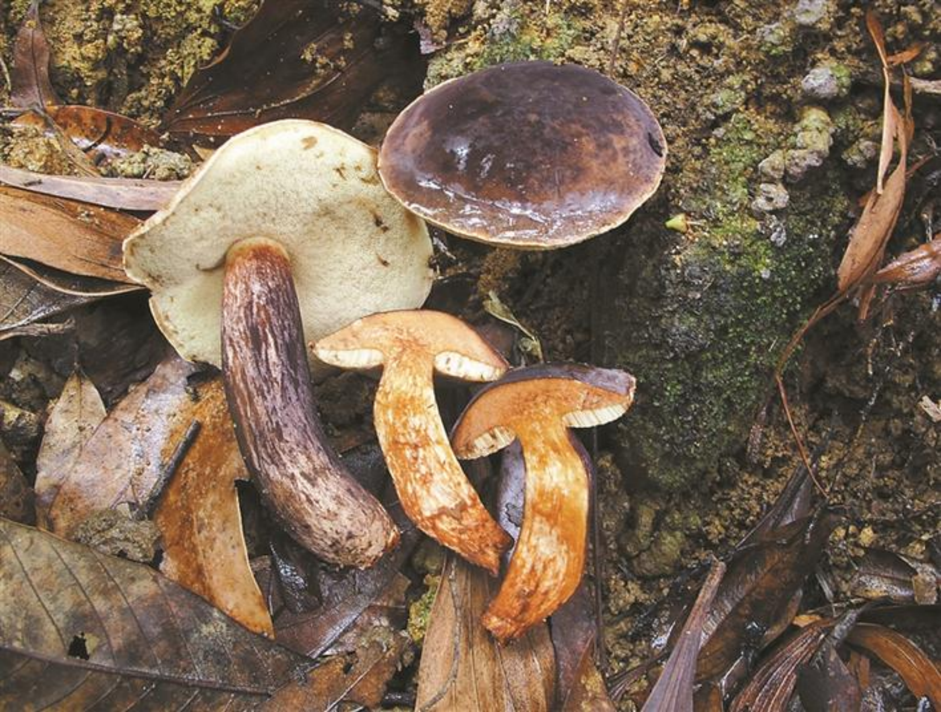 路边的野生蘑菇不要采深圳疾控毒蘑菇中毒发病急病死率较高