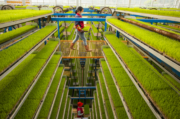 智能化集中育秧为春耕生产保驾护航|粮食安全_新浪新闻