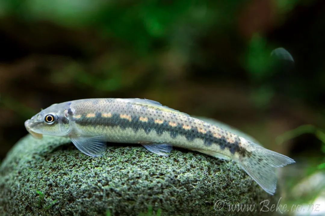 云南省六大名鱼及其它土著鱼类