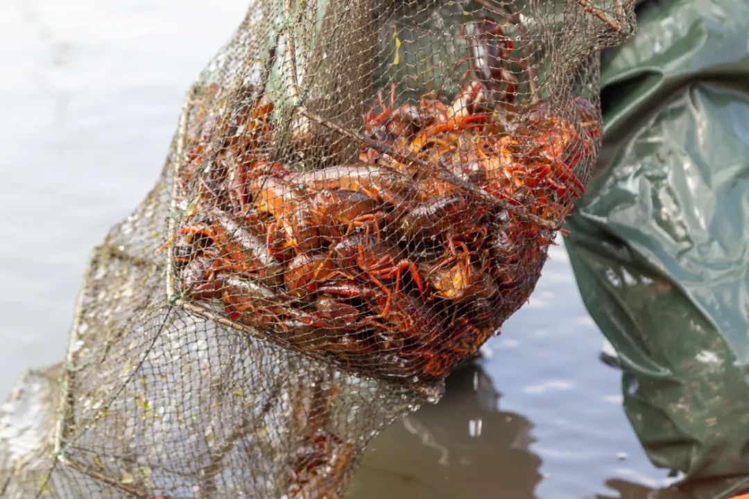 下午1点，十堰这家餐厅刚做好的虾被紧急送往武汉...休闲区蓝鸢梦想 - Www.slyday.coM