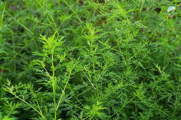 清明养生食"三青",错过又要等一年|荠菜|青蒿|南京市_新浪新闻