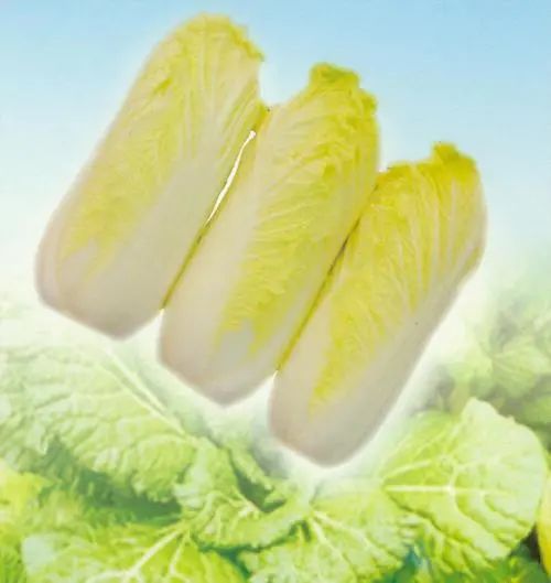 胶菜卷心菜白菜娃娃菜别傻傻分不清了