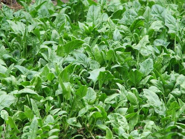 青未了 | 妈妈把菠菜种成了树|菠菜_新浪新闻