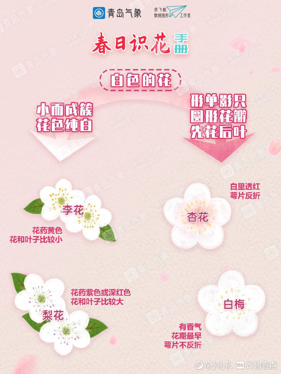分不清梅桃梨李樱杏 收下这份春日识花手册 让你告别 花痴 樱花 新浪新闻