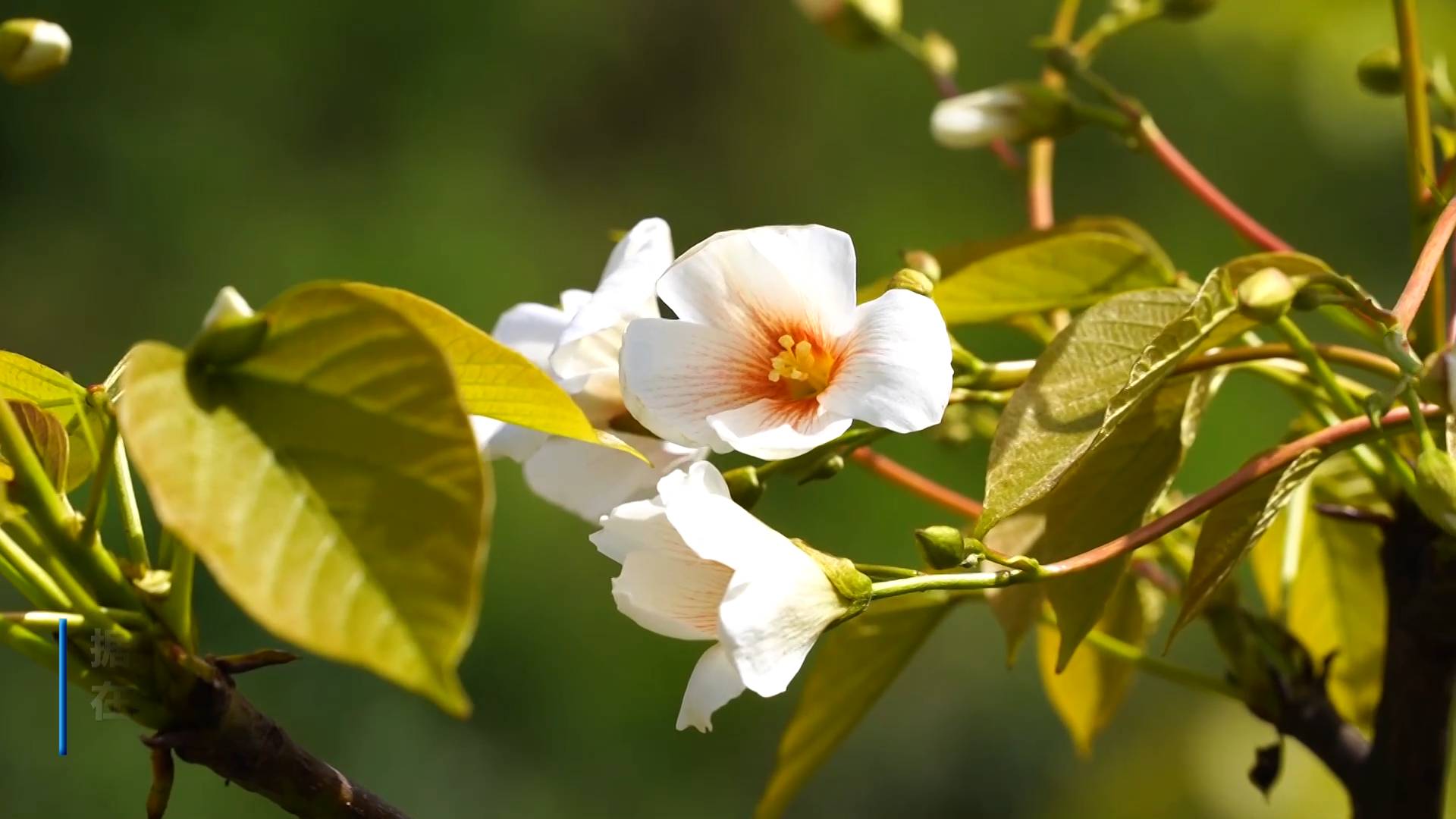 油桐花开 美了乡村 富了村民_新浪新闻