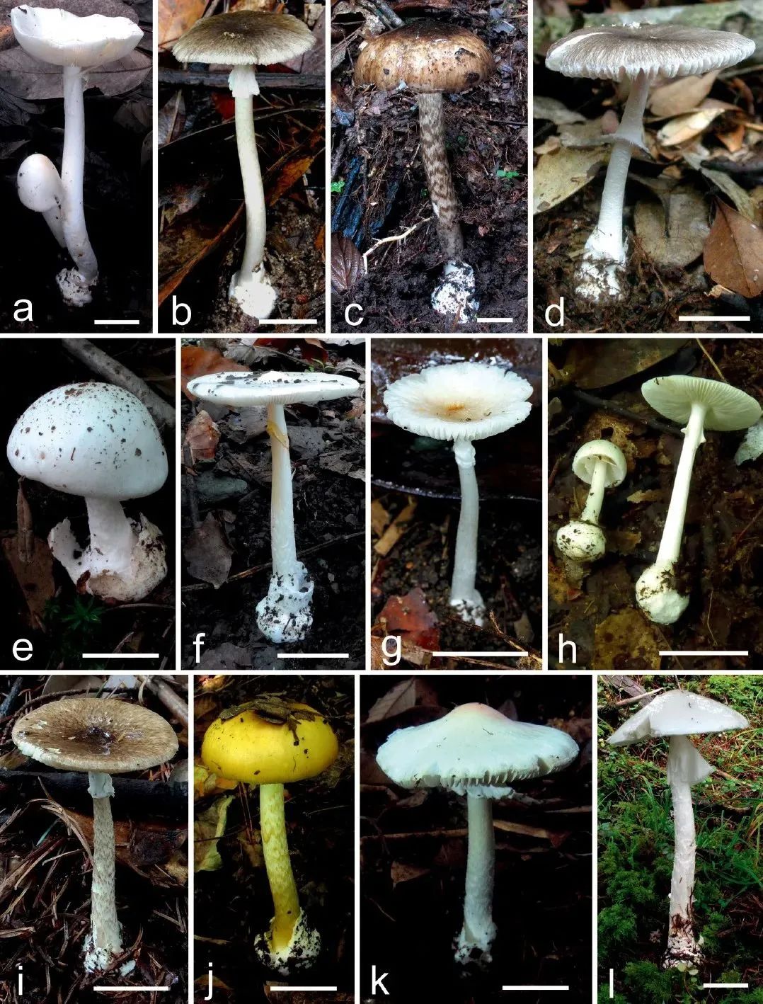 蘑菇界的黑无常一旦误食难逃一死