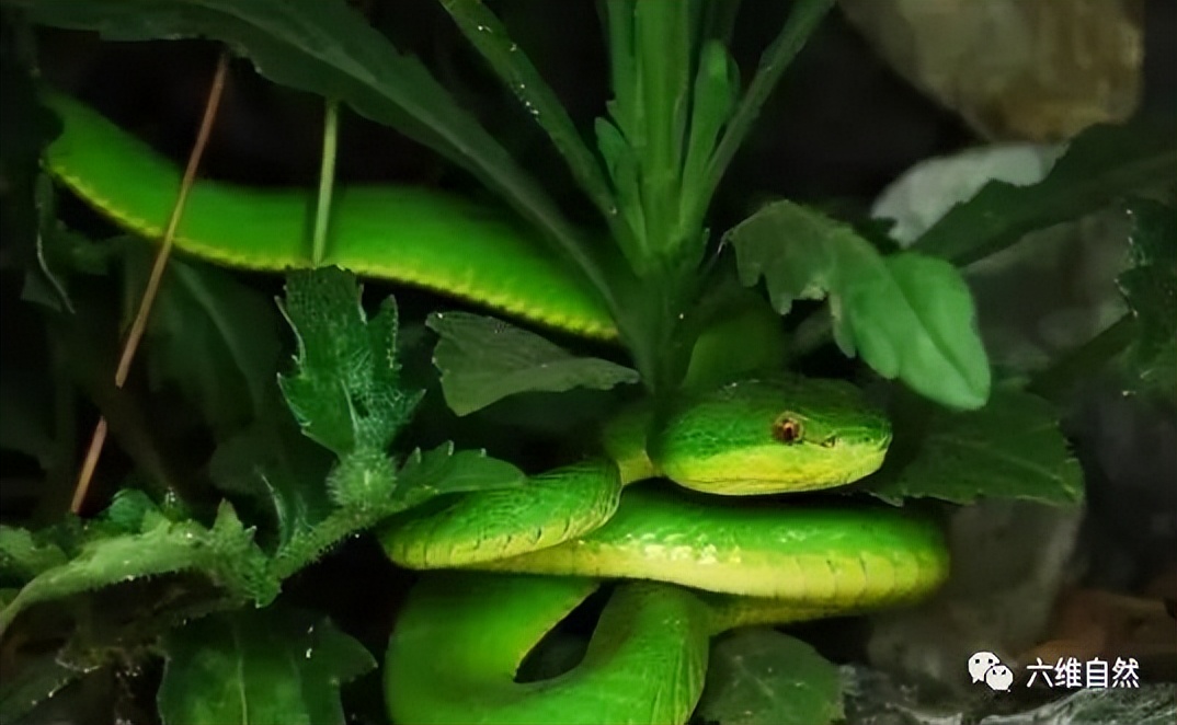 小竹叶青蛇毒性也大,福建一男子徒手捉青竹标幼蛇,很快中毒昏迷