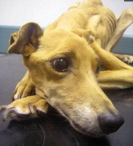 金毛丢失一个月,宠主在自己家找到只有9公斤重的金毛,痛哭自责休闲区蓝鸢梦想 - Www.slyday.coM 金毛丢失一个月,宠主在自己家找到只有9公斤重的金毛,痛哭自责休闲区蓝鸢梦想 - Www.slyday.coM