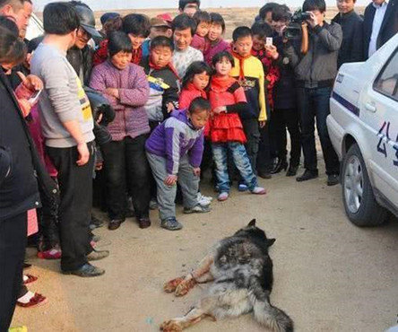 二哈被村民们误认成狼打到浑身是血知情人一看赶紧报警