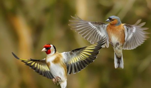 心理测试你觉得哪只鸟飞的最高测你明年会不会飞黄腾达