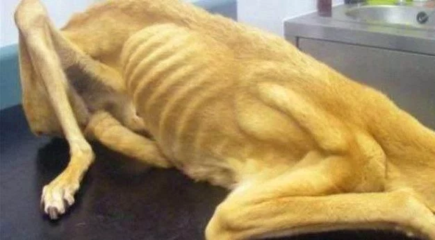 金毛丢失一个月,宠主在自己家找到只有9公斤重的金毛,痛哭自责休闲区蓝鸢梦想 - Www.slyday.coM 金毛丢失一个月,宠主在自己家找到只有9公斤重的金毛,痛哭自责休闲区蓝鸢梦想 - Www.slyday.coM