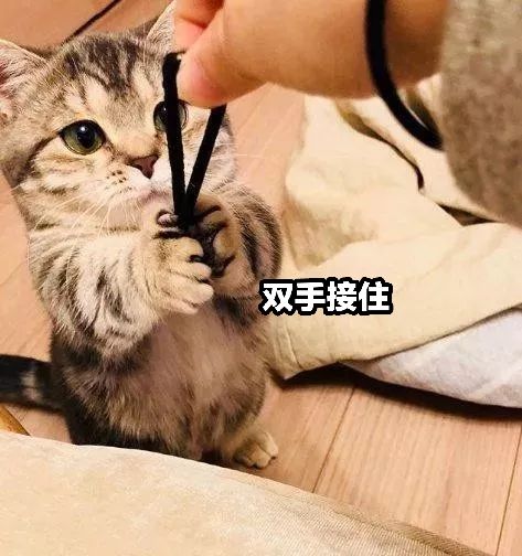 猫咪很懂礼貌,每次都双手接住主人的馈赠,吃东西的样子更有魅力__财经