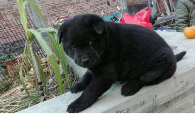 朋友领养我家小土狗另外一只却不愿意画面让人看了心碎