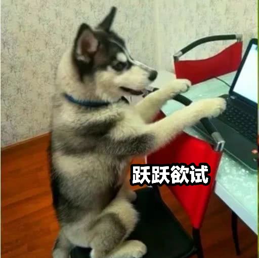 男子挂机上厕所哈士奇趁机接管游戏网友原来真有挂机狗