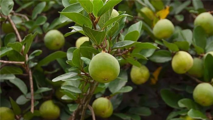 农村常见的野果"凉粉果",果汁挤到水里能做果冻,对风湿有帮助__财经