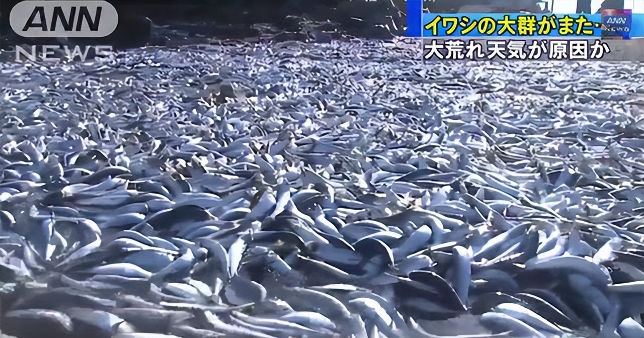 地震火山要爆发了吗?日本一湖泊惊现大量死鱼:离东京不到60千米休闲区蓝鸢梦想 - Www.slyday.coM 地震火山要爆发了吗?日本一湖泊惊现大量死鱼:离东京不到60千米休闲区蓝鸢梦想 - Www.slyday.coM