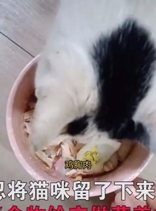 流浪猫上门求收养被拒绝，随后躺地上露出肚皮：肚子里有宝宝了休闲区蓝鸢梦想 - Www.slyday.coM